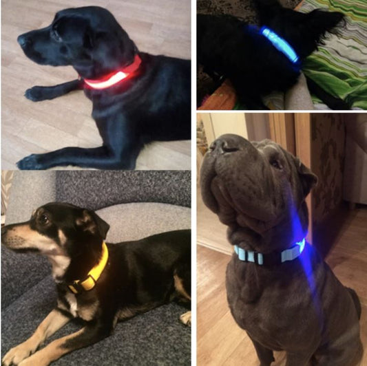 LedCollar™ - Collier à LED rechargeable pour chien - THE ZENITH DOG